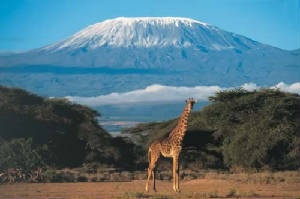 kilimanjaro giraffe wild safari