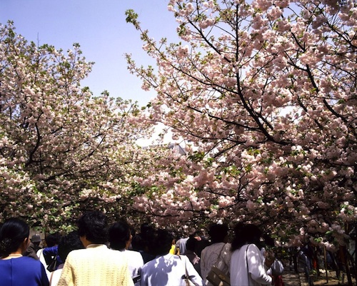 Osaka Cherry Blossoms cebu pacific osaka