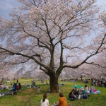 cherry blossom Japan cherry blossom Japan