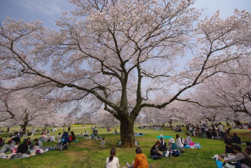 cherry blossom Japan japan cherry blossoms
